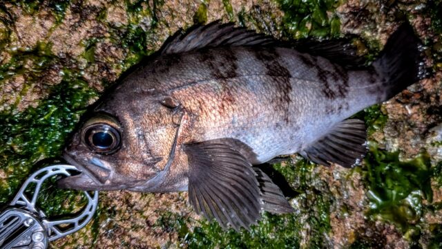 この日最大の24㎝がプラグにヒット！！