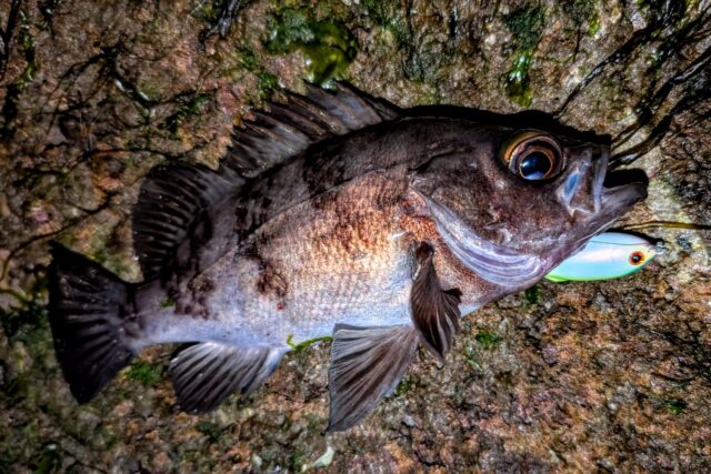 いきなりプルシャッド41Sを引ったくるメバル!