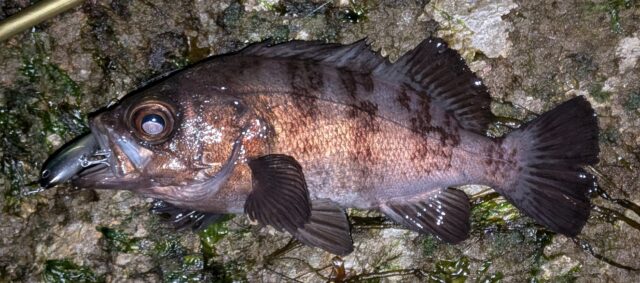 PXL_20260129_115034967.PORTRAIT.ORIGINAL