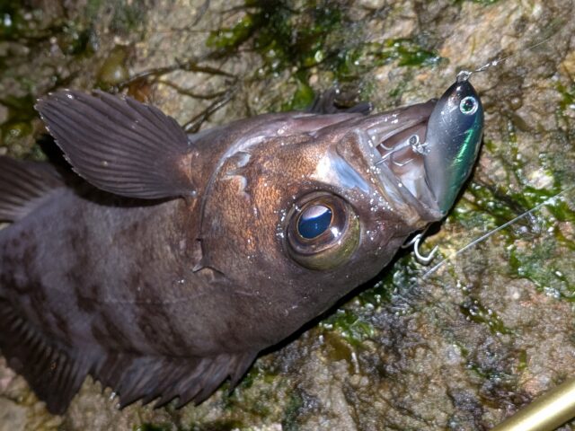 PXL_20260129_115044216.PORTRAIT