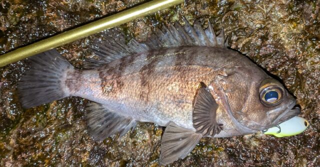 PXL_20260129_121310201