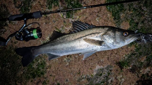 50㎝クラスのシーバス!リーダーは6lbでヒヤヒヤ!