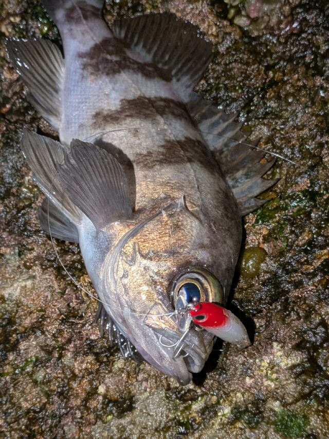 PXL_20260130_143241012.PORTRAIT.ORIGINAL