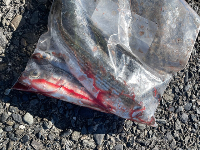 1月4日-サバ人間様1