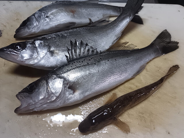 1月15日 水口様1