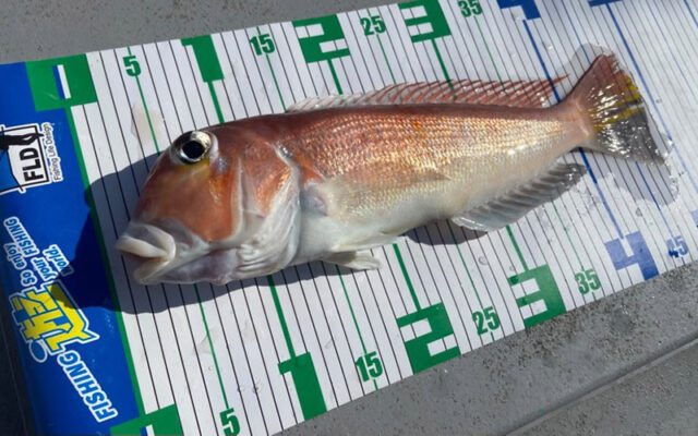 1月17日-いしけん様1