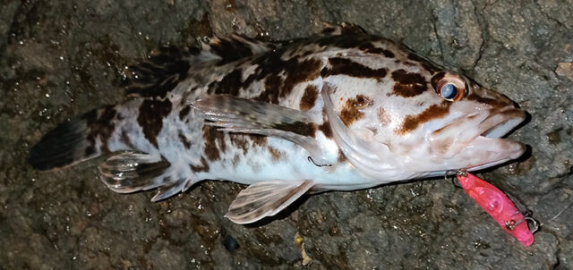 1月9日-オーソノ様1