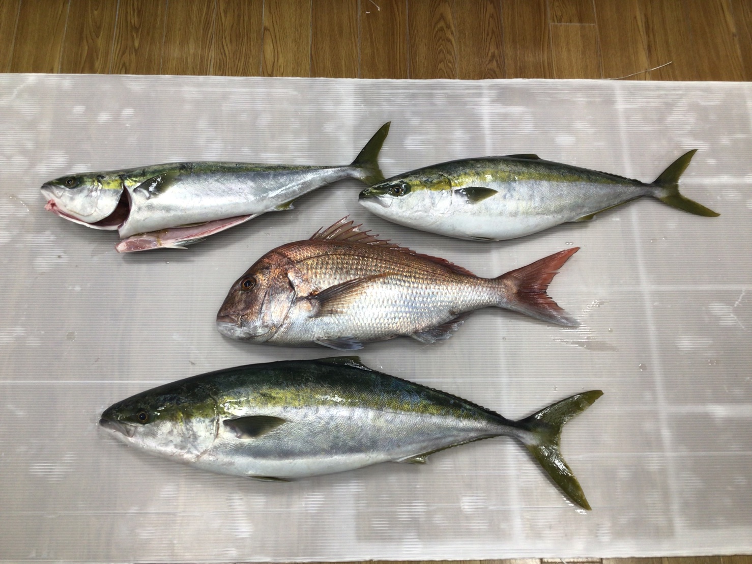 hTvyrLHMV1Y7MTDI2_xWR3x5oLYIFJ7R23IUfH7p7naYq7LrbgEvBTL9ZOC7KyAaXduo9jEmTpXgjQK2H-G9WQyws3-yGOxx1HfQIqcnj6a0HwhGNRWPKLXi-3oXZIPJCPs1Dl06N9VAVlxHgFo47A==