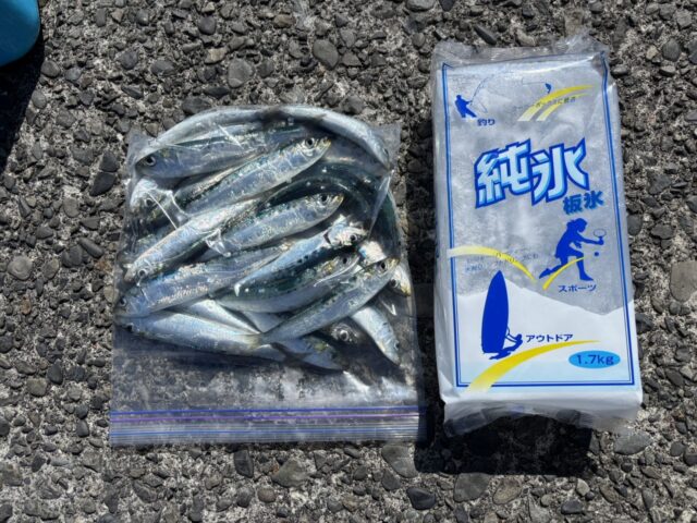 焼津港ふぃしゅーな、サビキ好調！！