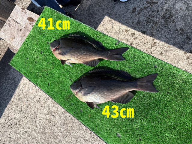 2月13日-isogomoku様1