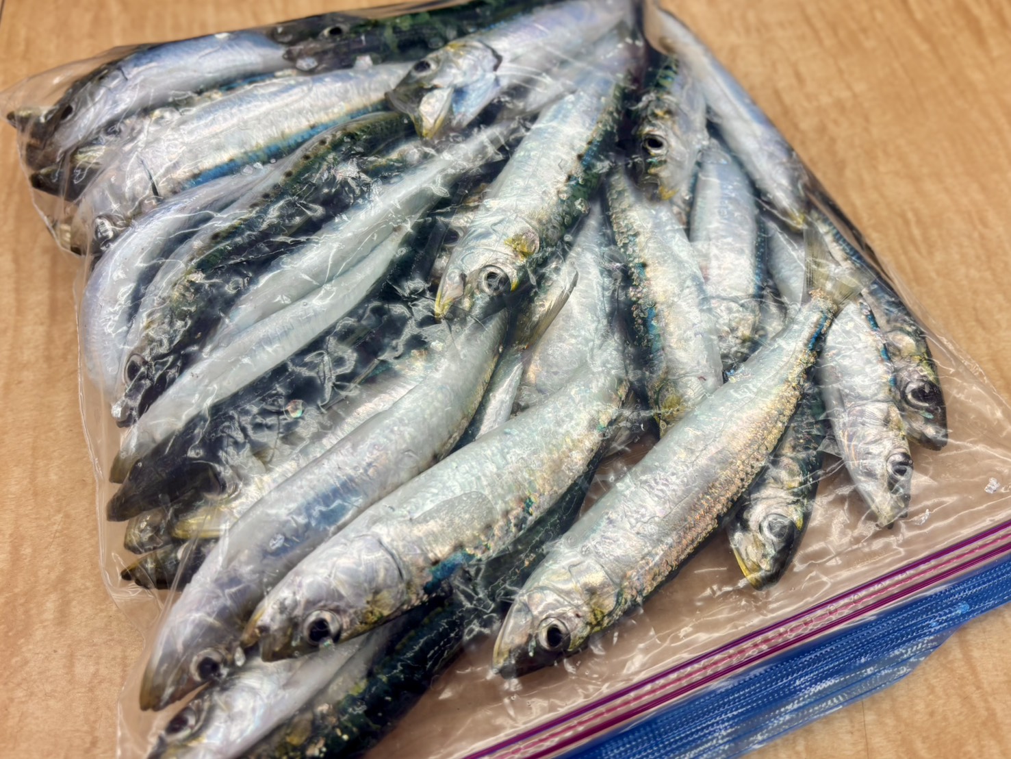 2月２１日廣川さんイワシ