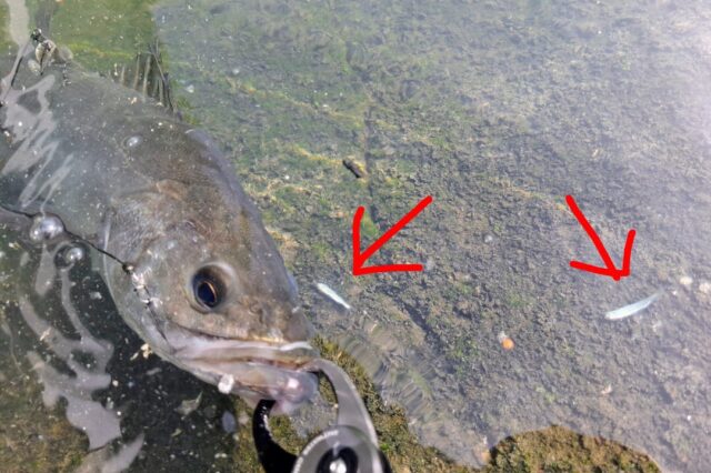 HzShqZbj98R7q7H_3UcbQ5uRSXHb0o303RfGUS-7p0IMBLVgn50mzauvYZtDFDAN62_C36hjxCP3HHSTc5wP-e-C9U8M5LjnZbRJsz4MOAp1W5hemfkWYFtLIztQHoUNjgTjgTGATm1_gXXKFHhmhg==