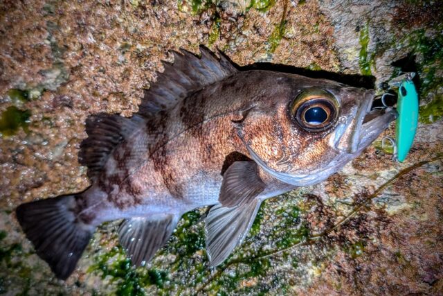 PXL_20260131_121212672~2_copy_1528x1019