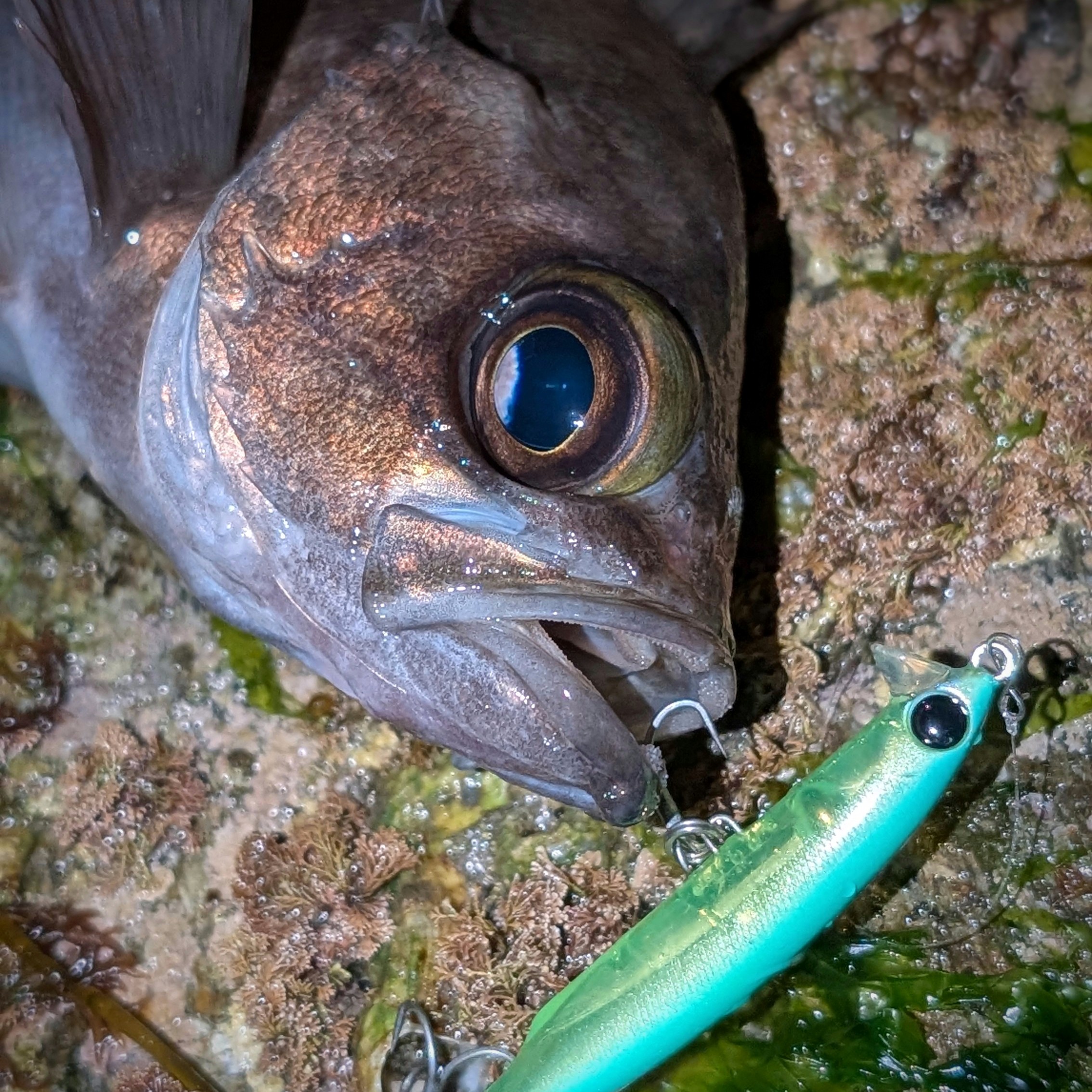 PXL_20260131_121229523.PORTRAIT~2