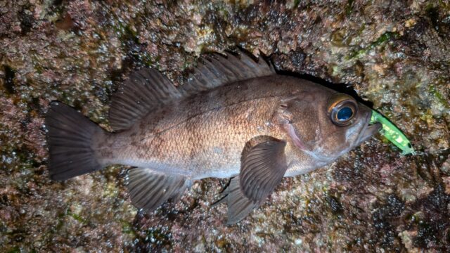 PXL_20260131_125745794_copy_2016x1134