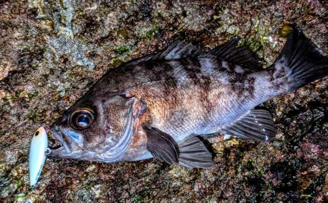 PXL_20260131_150217035.PORTRAIT.ORIGINAL~2_copy_1827x1134