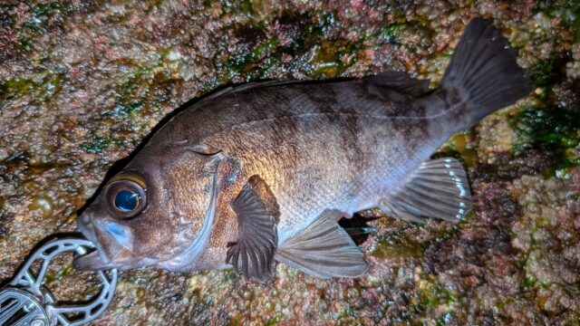 これはステキなファイトでロッドを絞り込んでくれました！