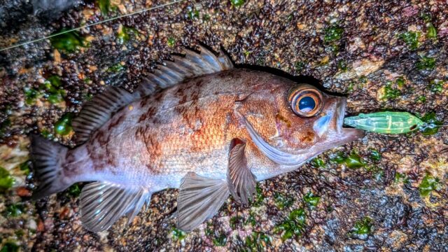 PXL_20260202_130702779~2_copy_1584x891