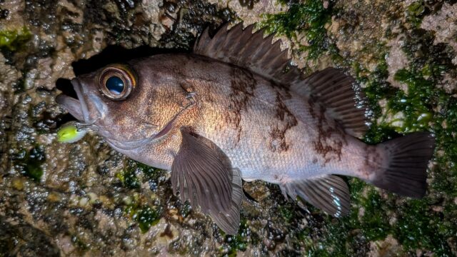 PXL_20260202_134350023~2_copy_1772x996