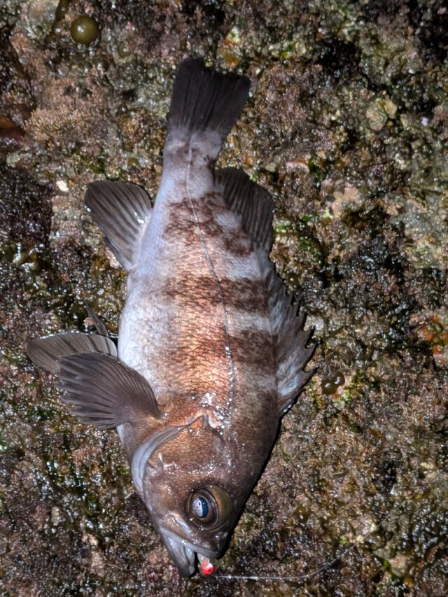 PXL_20260202_151545220.PORTRAIT.ORIGINAL