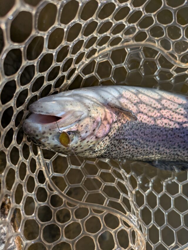 PXL_20260217_065215314