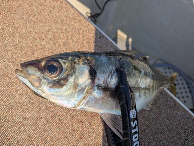 PXL_20260218_065357305