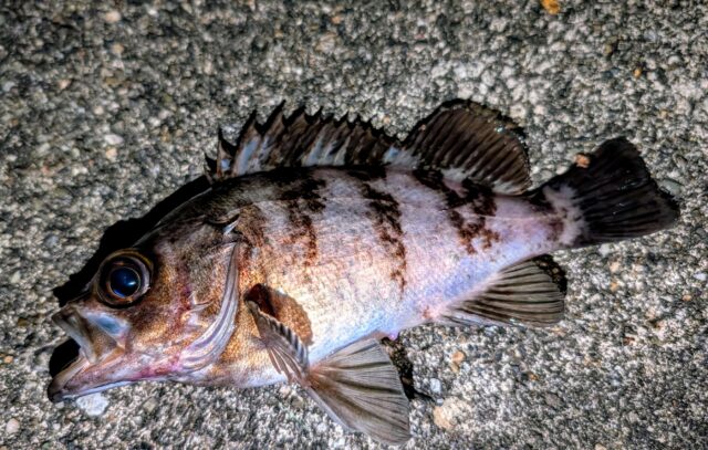 22㎝クラスのナイスなメバルがワームにヒット!