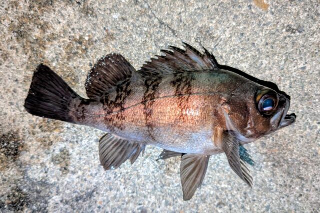 24㎝超えのカッコイイ魚体!