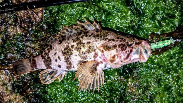 タケノコメバルはカナリの好ファイターです!