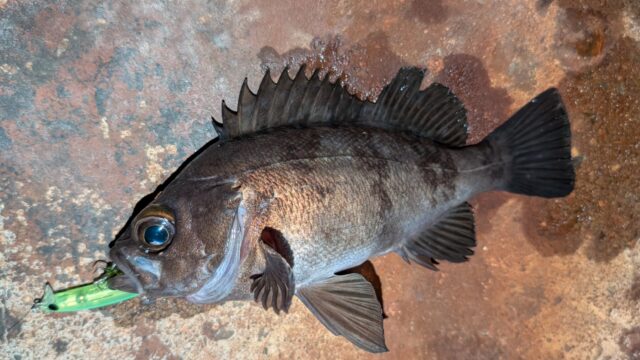 PXL_20260226_115424421_copy_2507x1410