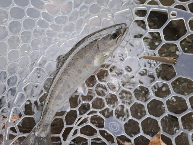 Screenshot_20260218_201837_Photos2