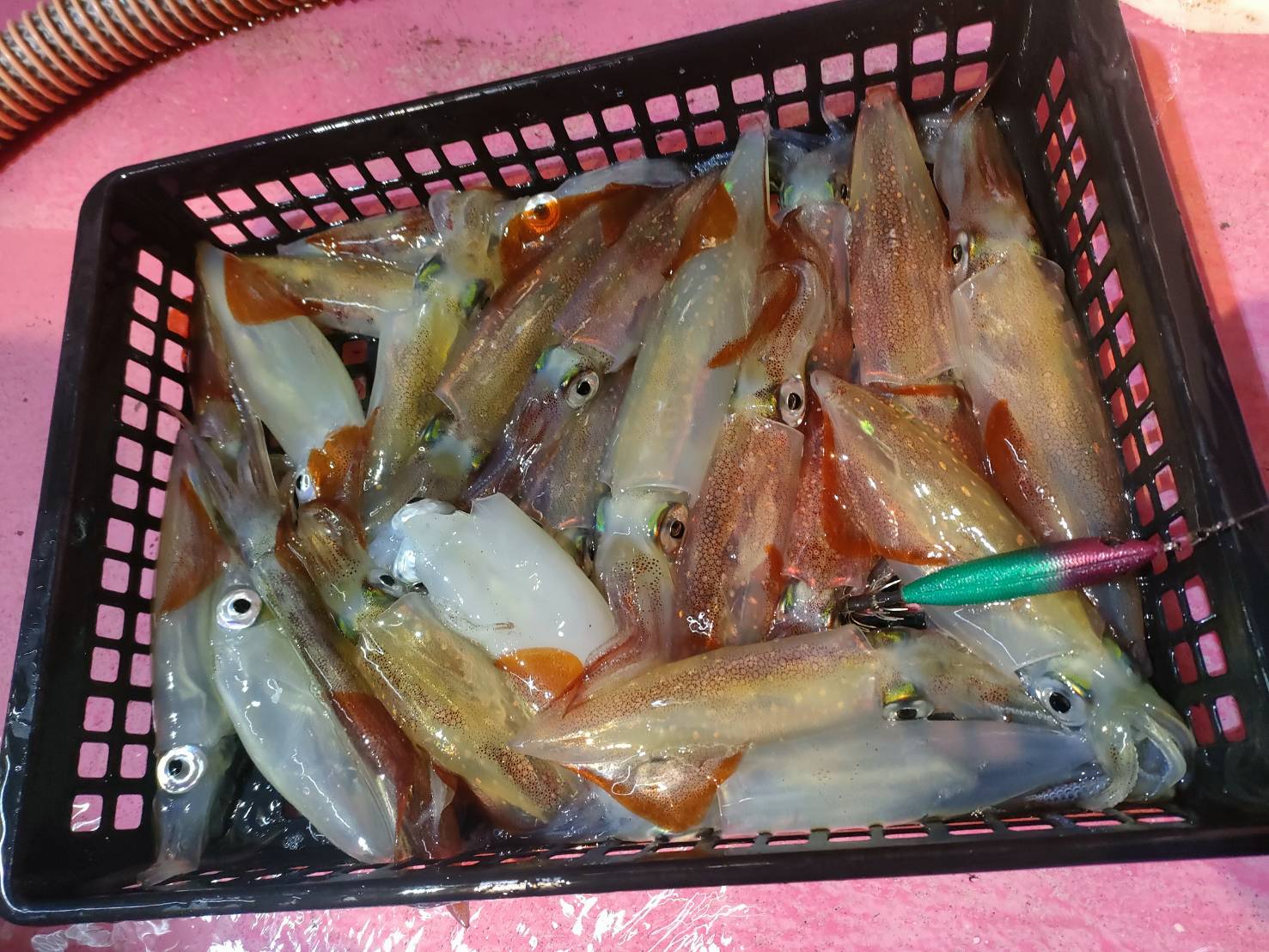 line_oa_chat_260204_164346