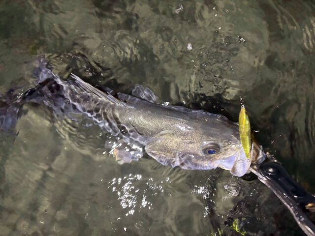 nZ4FD3jCSicFEC0XOAj_wvR-Y8exOdQLv3JIPf9qQB2DUGQXtqN_gY_ViHwzNbQQCG5ly530Cf0J3AP8lz8zwfRsIWcH6cSOpSe7oHZs9eQWKXhPXWaYtacE9Yli6EcPkCPUNF5rJUTpUxwFl42Qjw==