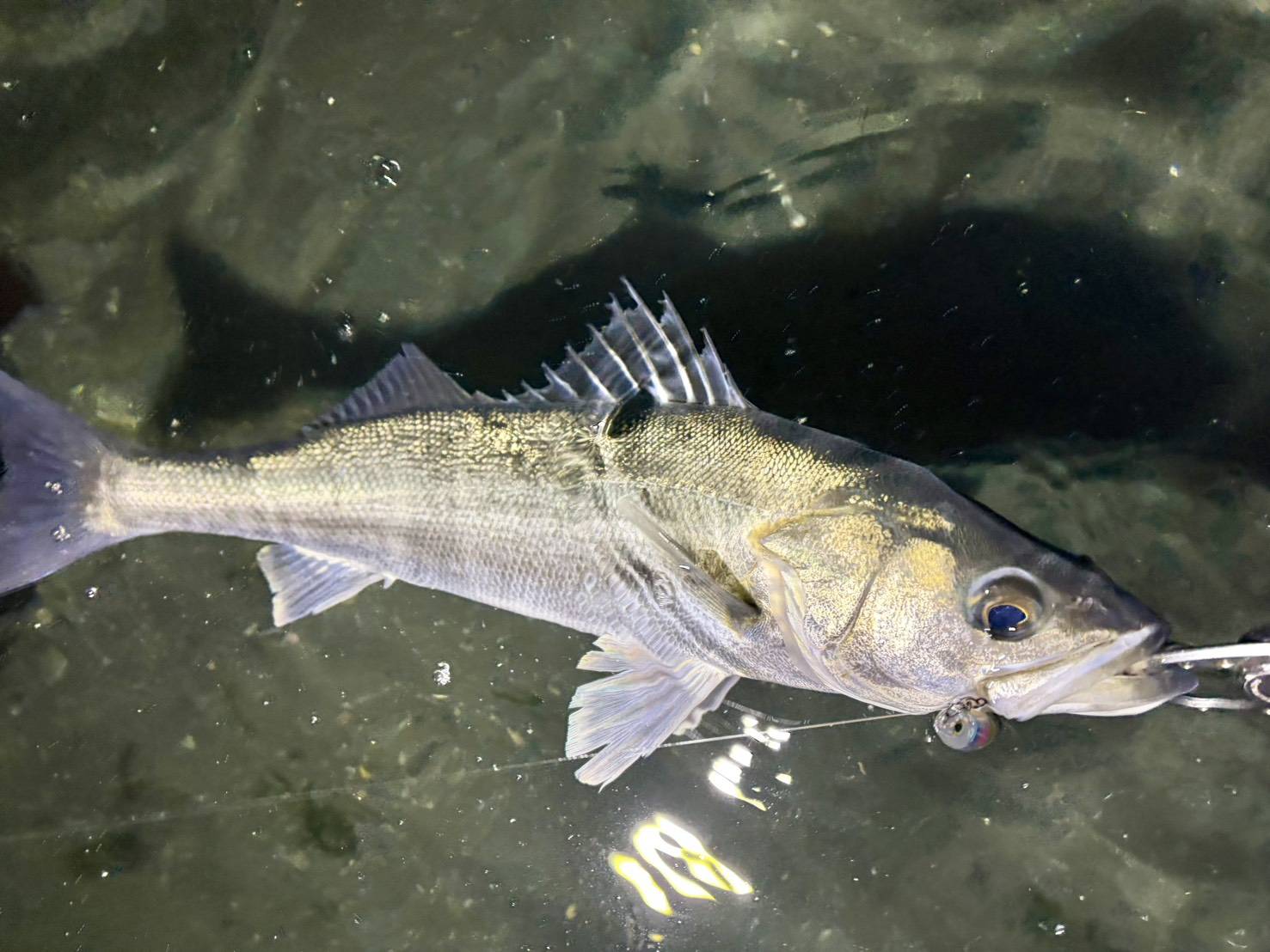 uHocy8FlyT_8vtYeDzZSUU2NNwyeFRiA9n9CgGqg8R9B5UA_5edkWwKc6EyckG7M3a5YBSa4LhfyDctfjXYAyI54agfIzEn9jp17lUSf4oJhe1KPQGNDW5FprxV3SoNxkCPUNF5rJUTpUxwFl42Qjw==