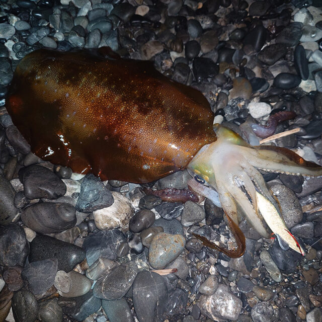 3月29日-元青い人様2