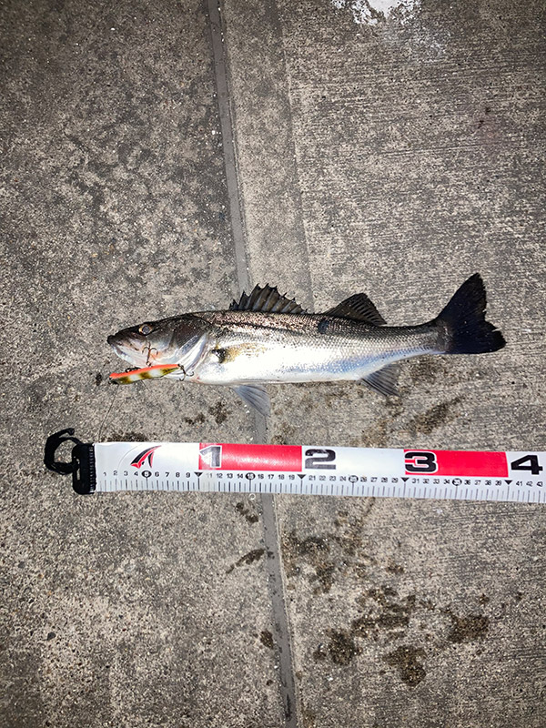 3月2日-こうじ様1