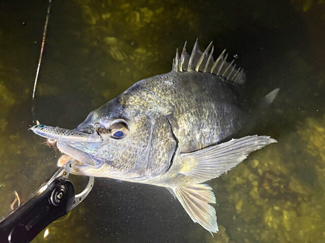 3月22日-平島様1