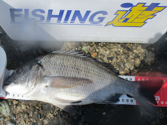 3月27日-巨大金魚様