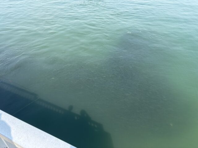 8T8Aux2BhXg1UjB8L-dcs56JvtO2lviHHBYeq_Xv0Lal57ELR5PWF-jfA3Np6O_-YHBUuczxxrSaDGL3Fc8oXc6BXLpCIRFpuOgOgW9Tqt65vmCTXskvKXQIa1PITPj_Q0mGTKiMiK02azDH-NEk1Q==