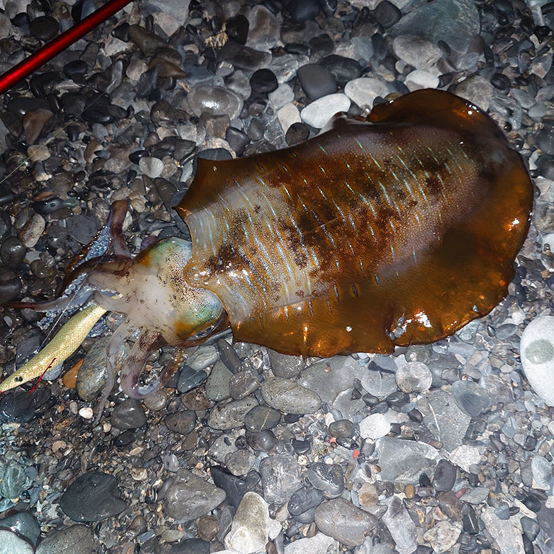 3月29日-元青い人様1