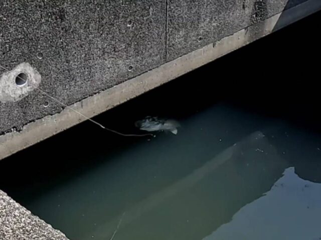 H7hB_DrnRqH54SWC-JcuaI4i8Ct3anXgybZlnskFGkjsRrjjeBFhUudkslwGHjdmd_CMCsgkE79nMqMNGRRh9i2HSbaq8lOG_IwPHtykfIxmrwxWhp5jZrlp7HHcRu0idWH1GW1Hzzc1ZjJIrpDCnQ==