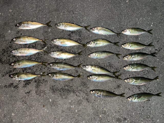 田中　アジ　　..