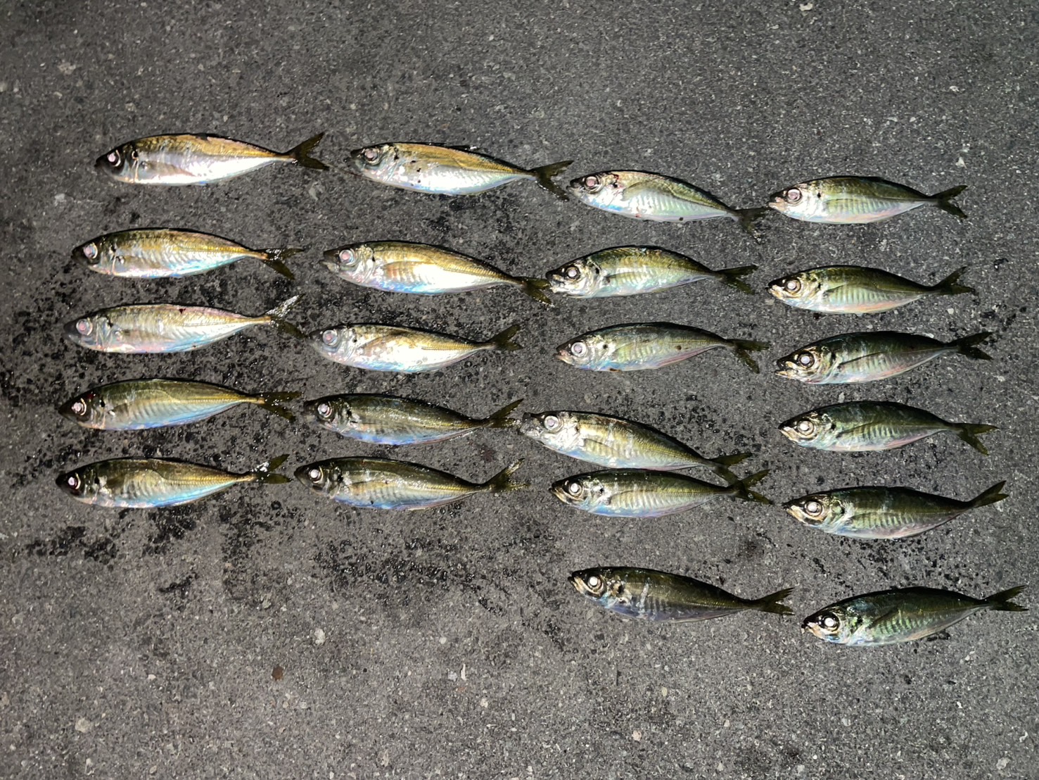 田中　アジ　　..