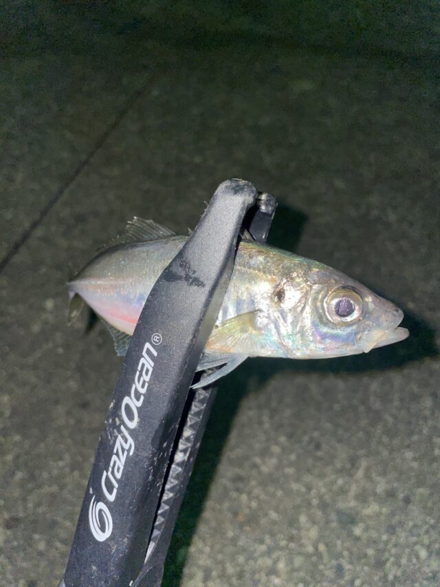 田中　アジング..