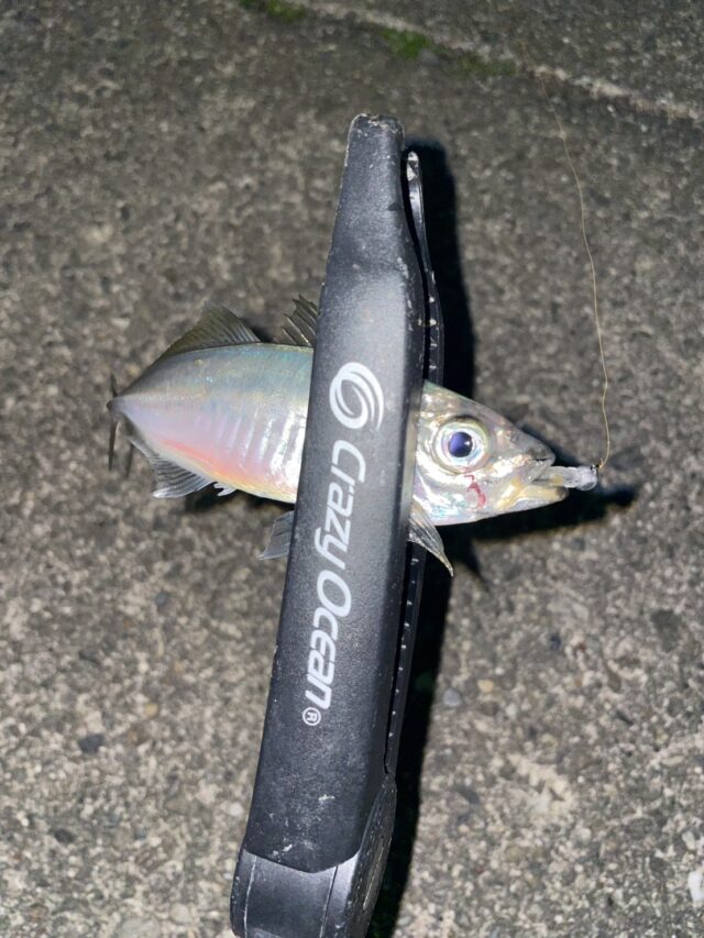 田中 アジング^_^