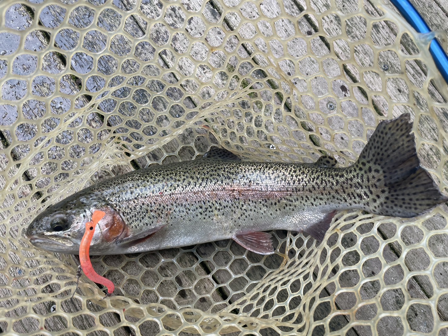 田中　ニョロトラウト