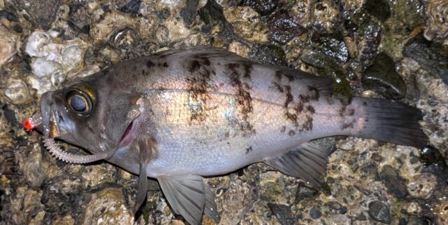 PXL_20260311_141644570.PORTRAIT.ORIGINAL