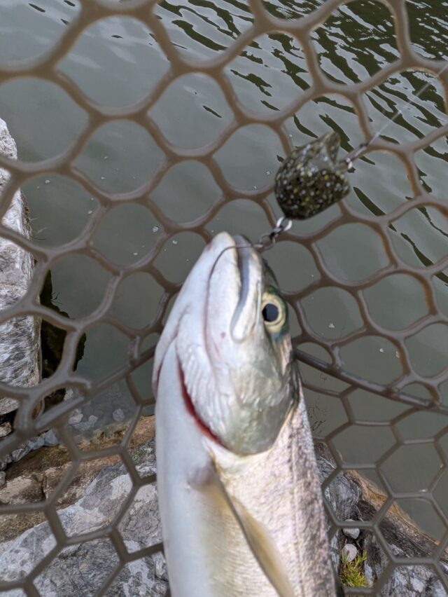 PXL_20260313_061925549