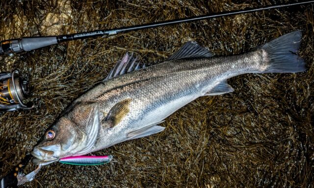 体高が高く頭のサイズが小さいグッドコンディション!
