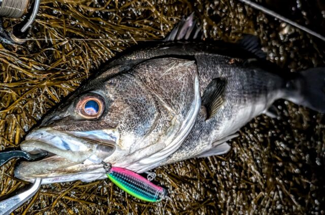 PXL_20260315_104945561~3_copy_1450x960